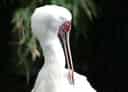 アフリカヘラサギの写真 4